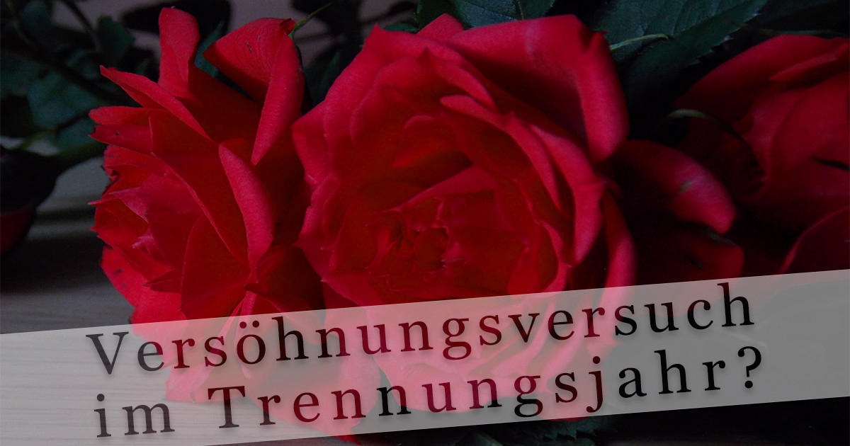 Rosen Versöhnungsversuch im Trennungsjahr