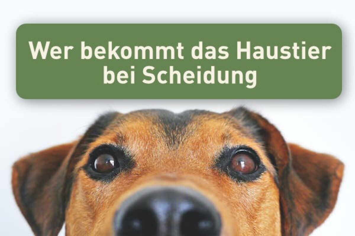 Hausratsteilung-Tiere als Haushaltsgegenstände nach Scheidung