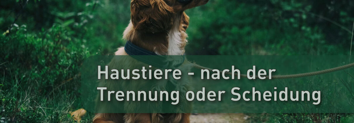 Haustiere - Hund bei Scheidung Trennung